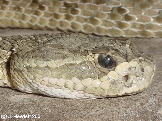 C. v. viridis3.jpg [59 Kb]